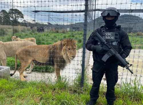 Agonizan felinos en refugio Black Jaguar-White Tiger de la Ajusco; aseguran 201 gatos salvajes